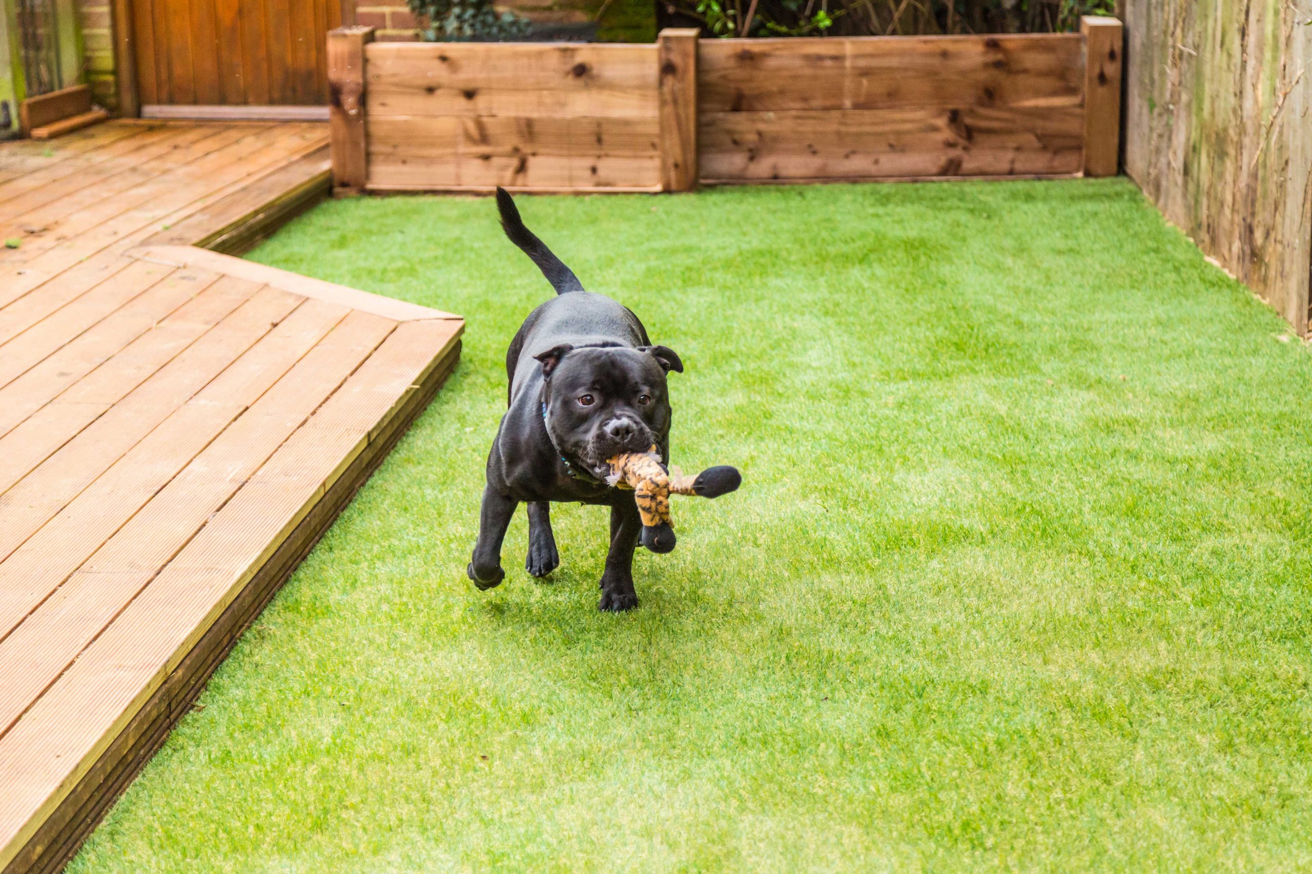 Pet-Friendly Artificial Grass - Artificial Grass of Wylie in Wylie, TX