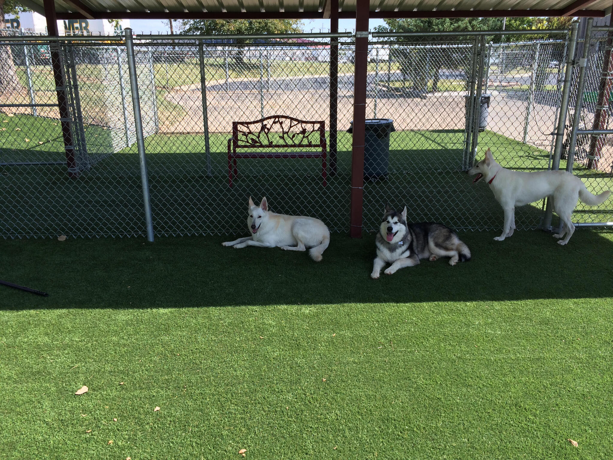 Pet-Friendly Artificial Grass - Artificial Grass of Wylie in Wylie, TX